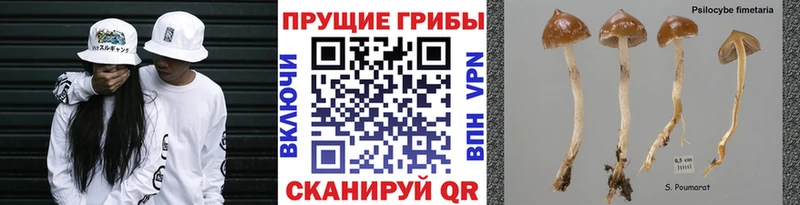 дарнет шоп  Богородск  Галлюциногенные грибы Magic Shrooms 